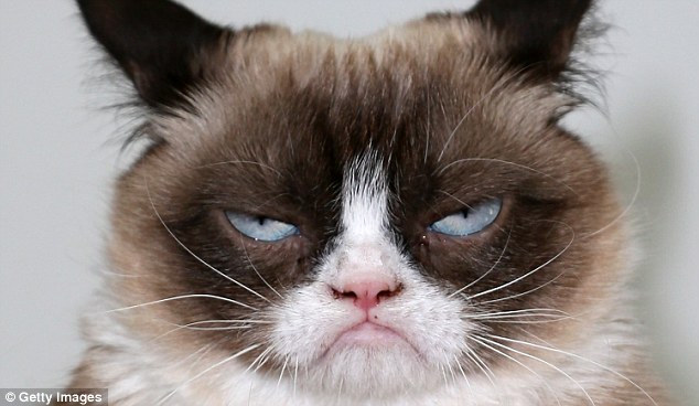 Grumpy Cat