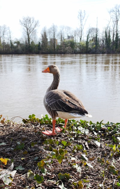 goose image