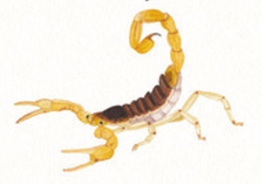 Persistent Scorpion