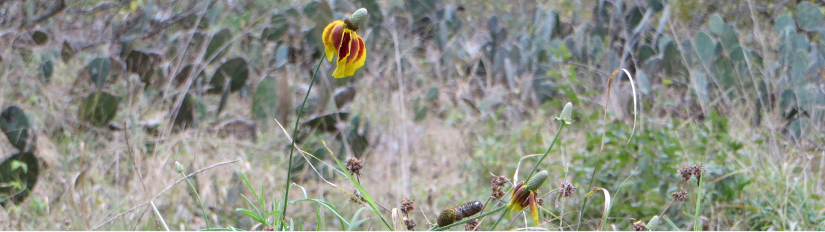 Upright prairie coneflower