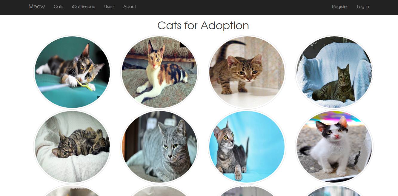 Adoption Cats