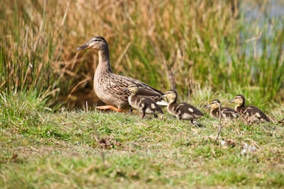 goose image