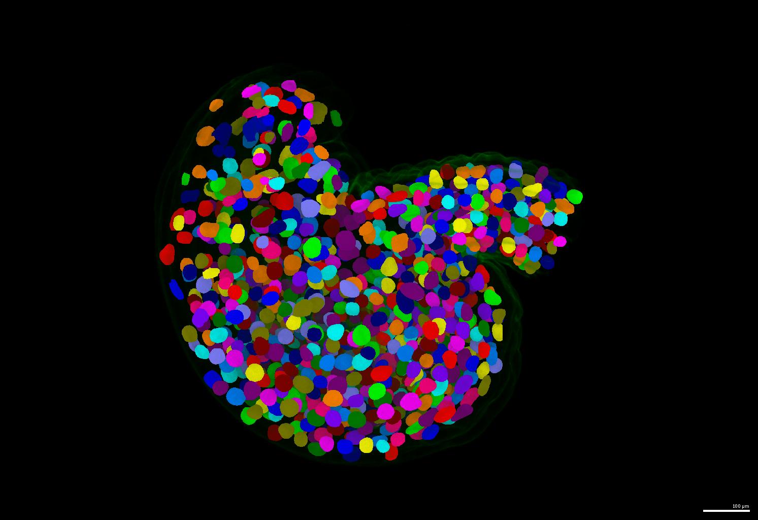 plantseg_raw_and_gasp_segmentation