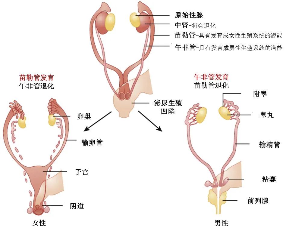 性别畸形