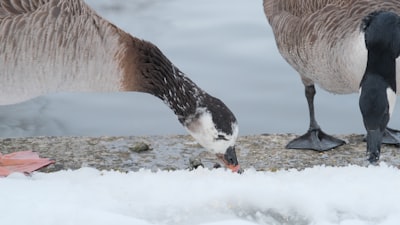 goose image