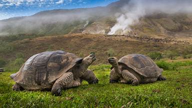 Volcán Alcedo giant tortoises, Isabela Island, Galápagos, Ecuador (© Tui De Roy/Minden Pictures)