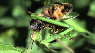 Praying Mantis eats fly alive