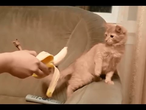 Cats freaked out by bananas