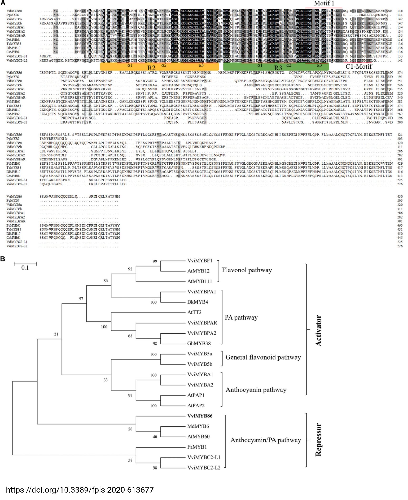 VvMYB86 - activator of PA and repressor of anthocyanin biosynthesis (Tweet #19)