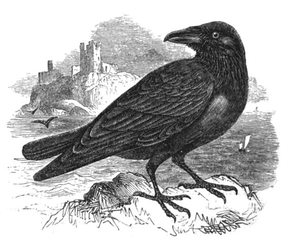 Picture of Raven