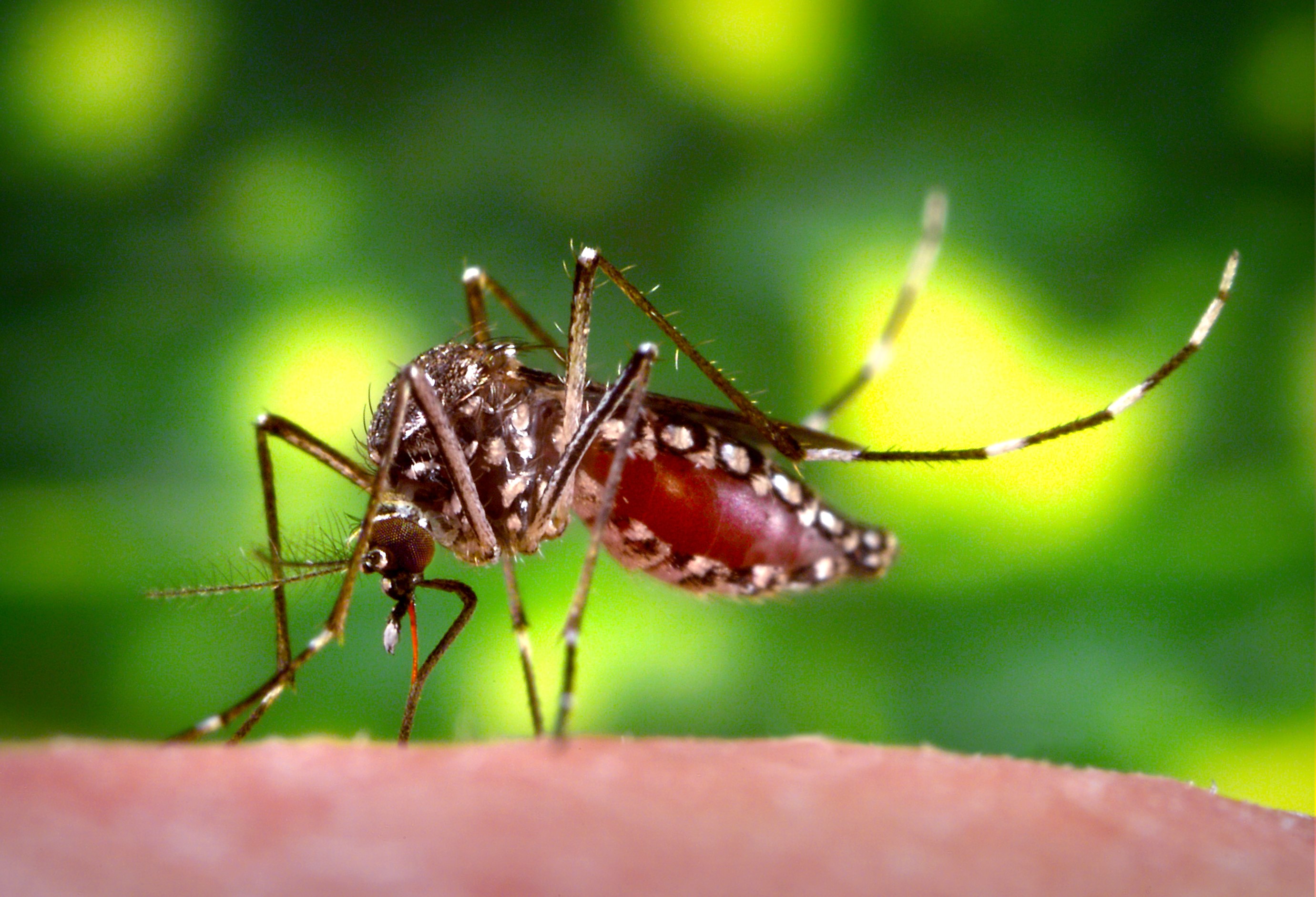 Aedes aegypti female feeding on human blood