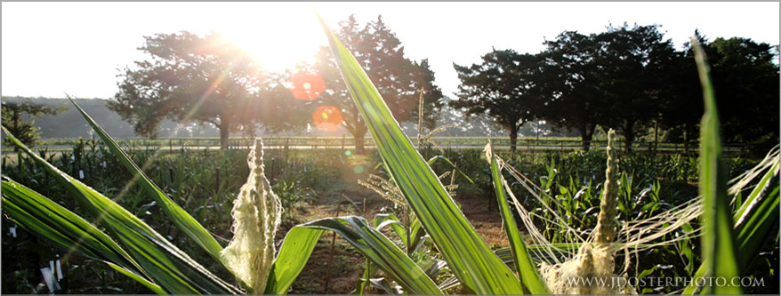 Field of corn in Tallahassee, Florida