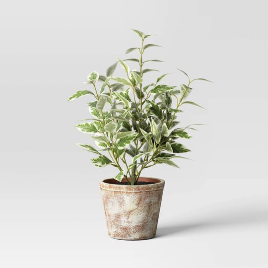 15-variegated-ficus-artificial-plant-threshold-designed-with-studio-mcgee-1