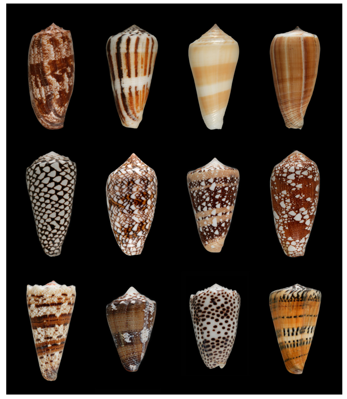 A group of shells of various species of cone snails