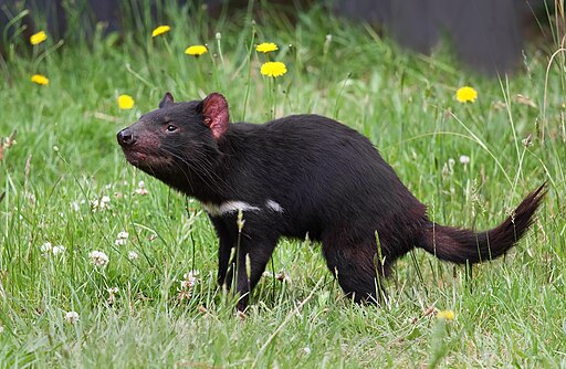 Image of Tasmanian Devil