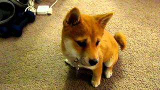 Shiba Inu -  wake up in the morning