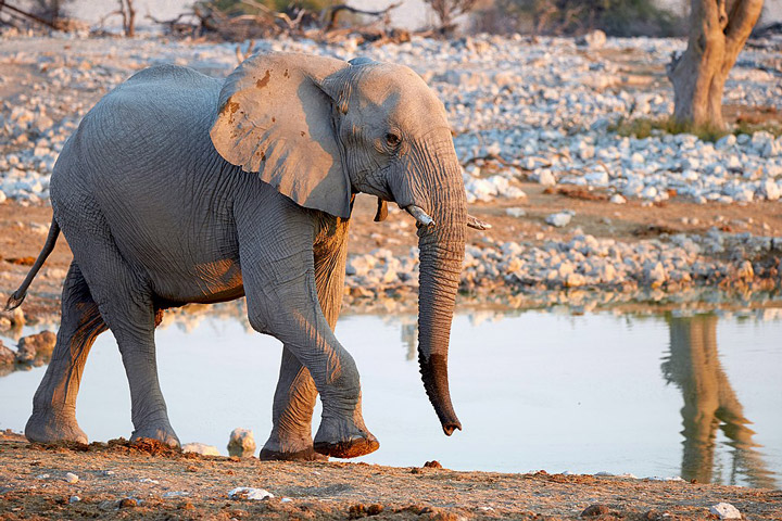 Tracking Elephants Across Namibia