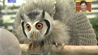 Meet the incredible Japanese transforming owl