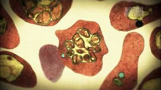 Deadliest Parasite on the Planet