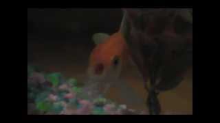 Goldfish Rapping  By James Rodrick 