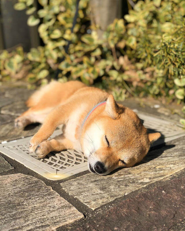 basking in the sun