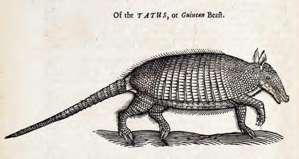 armadillo