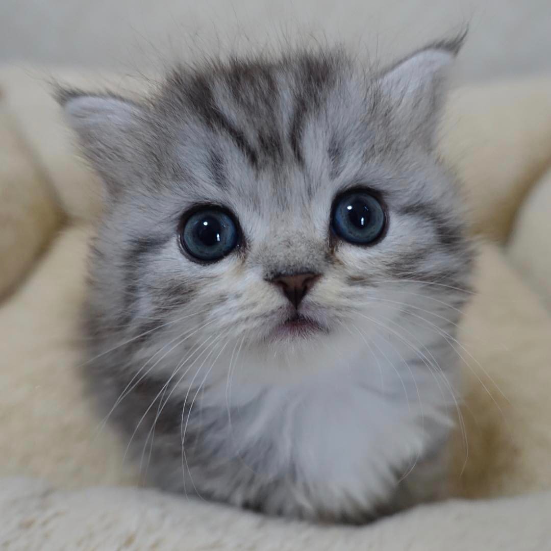 kitten