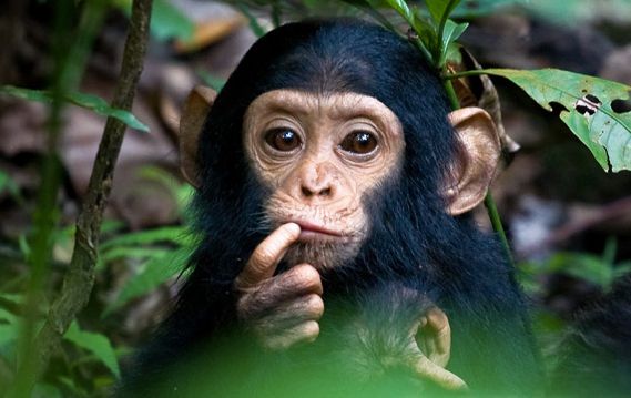 cute-chimp