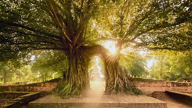 Wat Phra Ngam, Ayutthaya Historical Park, Thailand (© boonchai wedmakawand/Alamy)