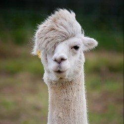 lambda-llama