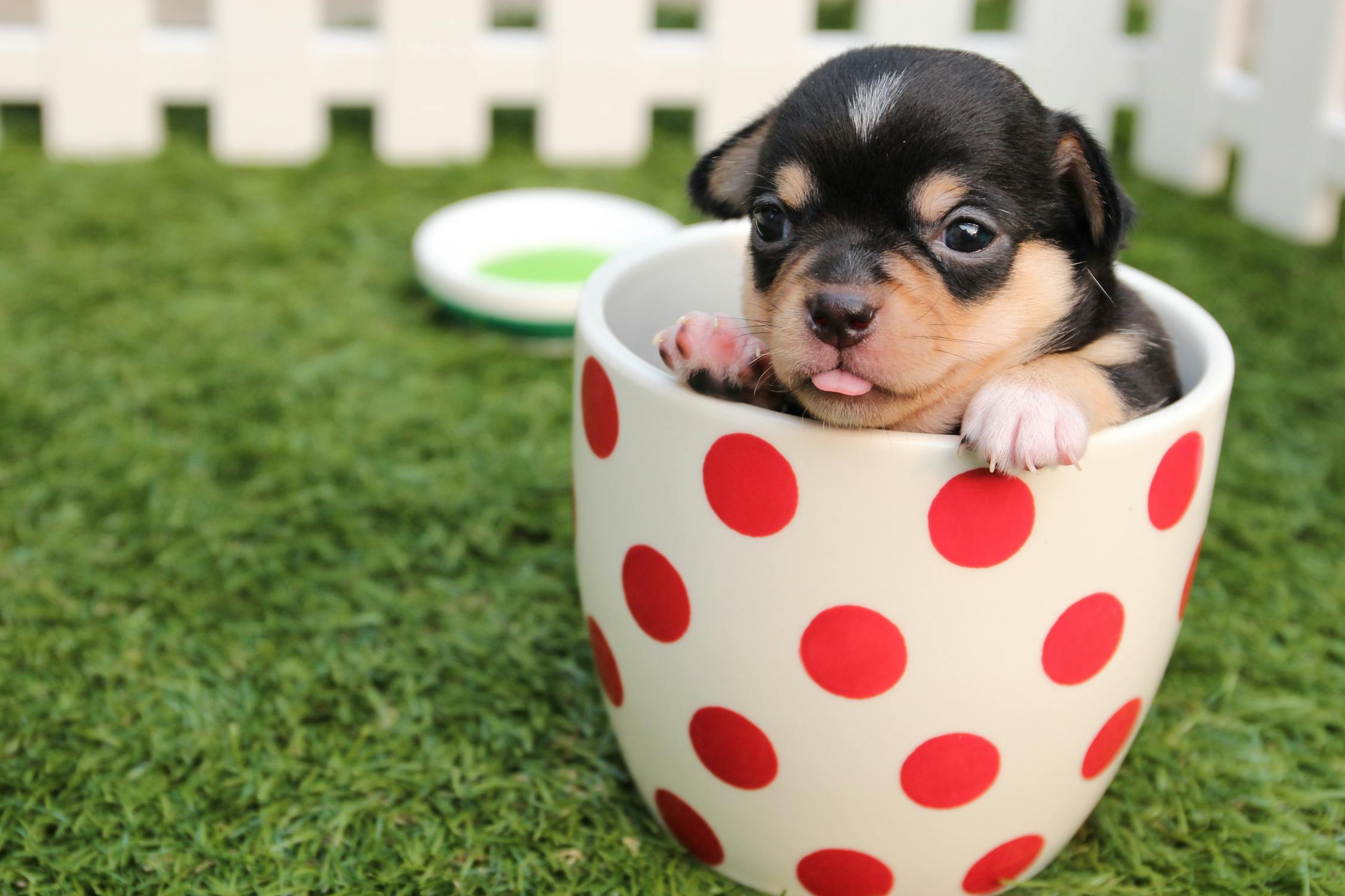 カップに入っている犬