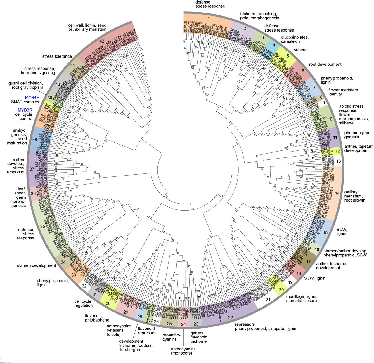 Phylogenetic tree of banana MYBs (Pucker <i>et al.</i>, 2020; doi:10.1371/journal.pone.0239275)