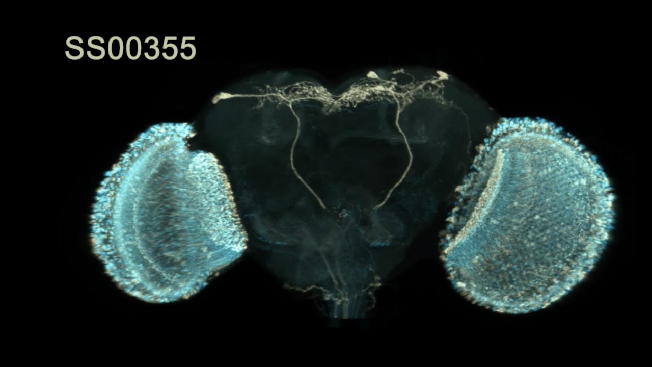 Representative Expression Patterns in the Drosophila Visual System