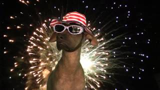 Mexican Hairless Dog ~ 4th of July ~ Fireworks ~ Xolo