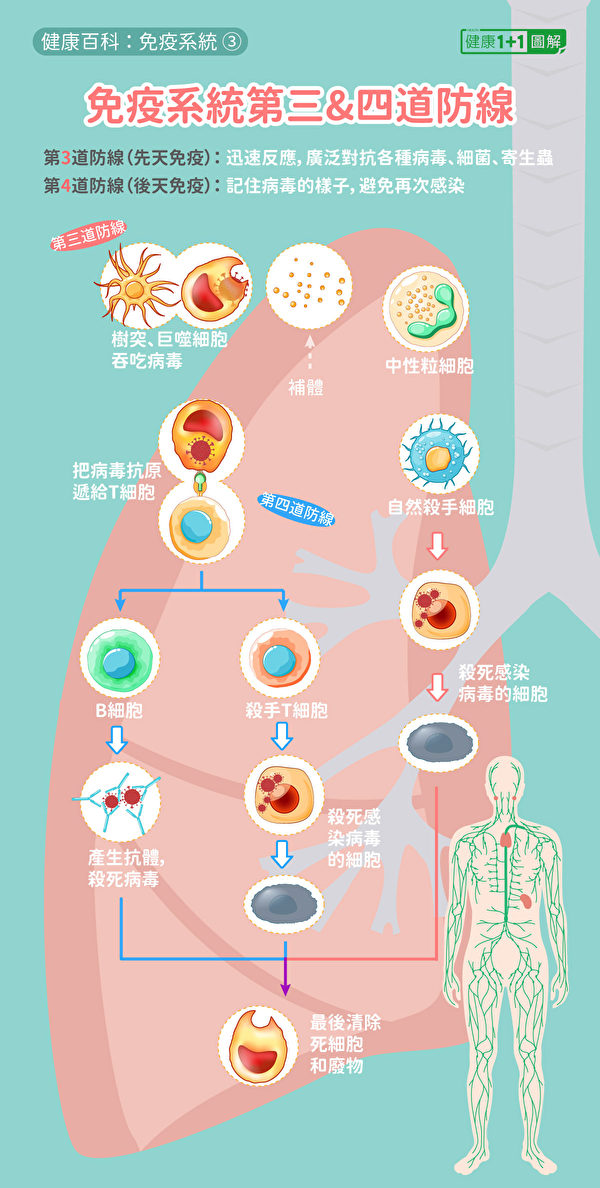 人体的先天免疫系统和后天免疫系统的重要抗病毒机制。包括T细胞杀死感染细胞、B细胞产生抗体。（健康1+1／大纪元）