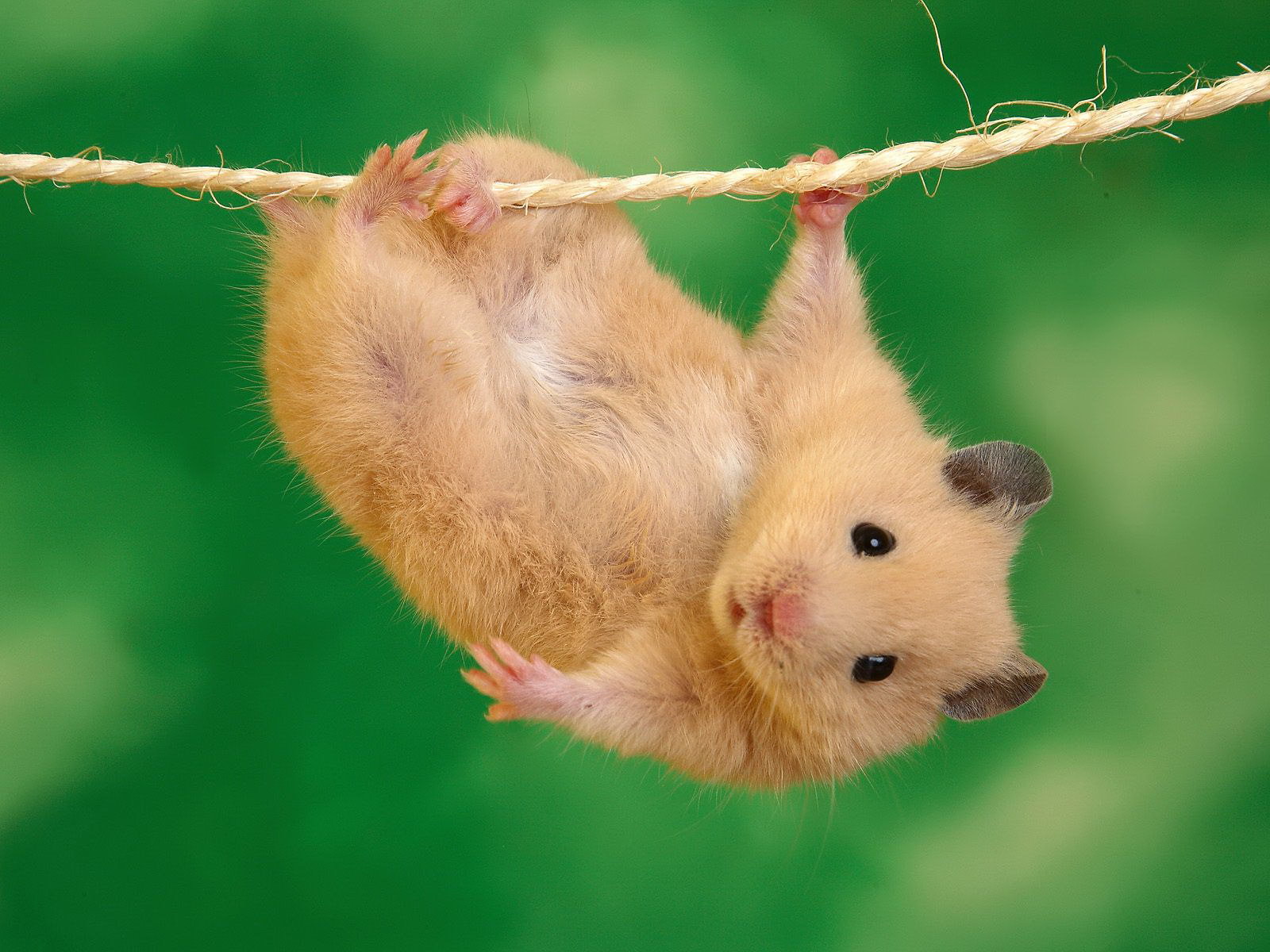 Hamsters.js v5.3.3 is officially live