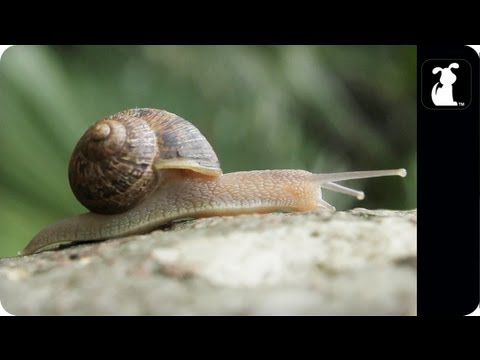 SNAIL