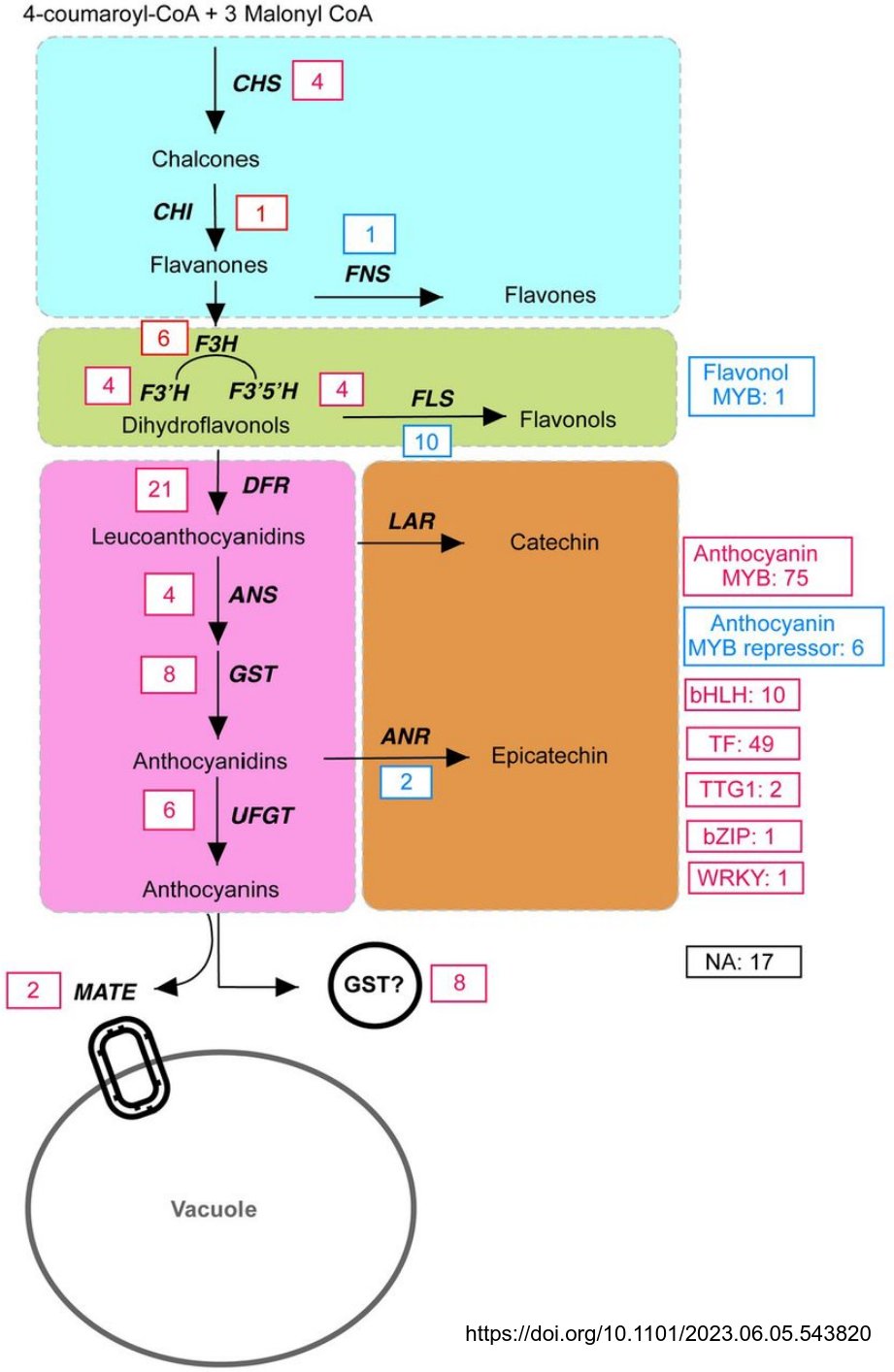 Genetic hot spots of anthocyanin loss