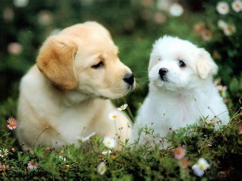 Cute Dogs