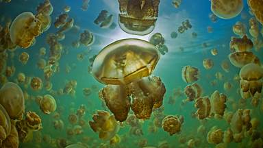 Golden jellyfish in Jellyfish Lake on the island of Eil Malk, Palau (© Nature Picture Library/Alamy)