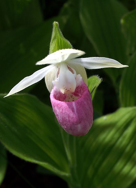 440px-Cypripedium_reginae_Orchi_004.jpg