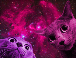 Space Cats!