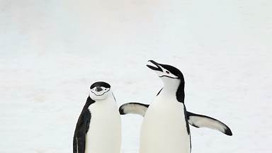 Chinstrap penguins, South Sandwich Islands, South Atlantic Ocean (© Jan Vermeer/Minden Pictures)