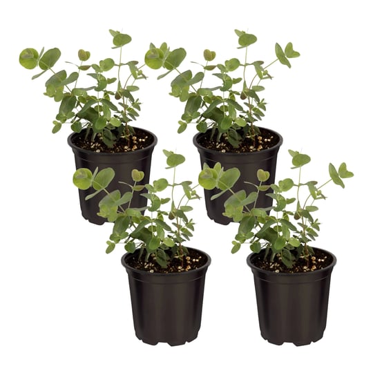 live-aromatic-and-healthy-herb-eucalyptus-4-per-pack-assorted-varieties-natural-air-purifier-10-tall-1