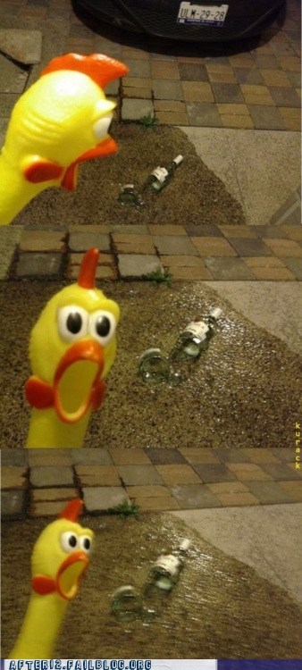 scared chicken