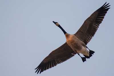 goose image