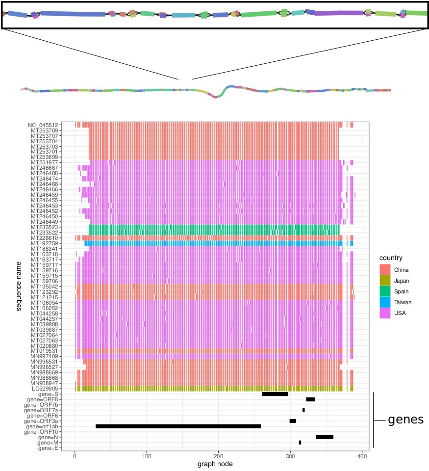 SARS-CoV-2 pangenome viz