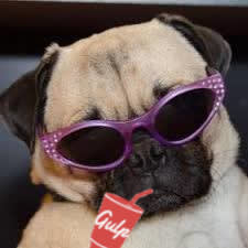 Sassy Pug