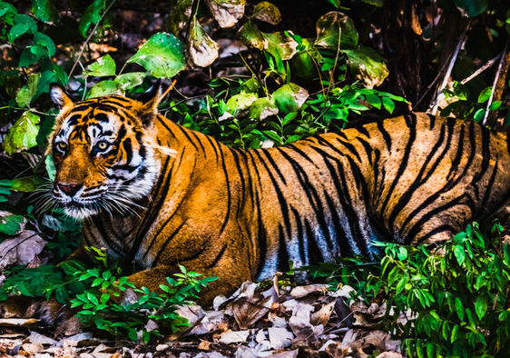 tiger in wild
