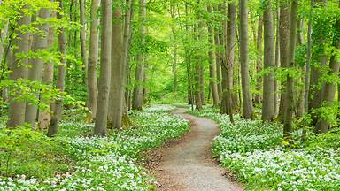 Blooming wild garlic, Hainich National Park, Germany (© Frank Sommariva/Getty Images)